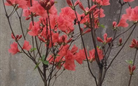 映山红什么时候开花？花期养护与促花全攻略