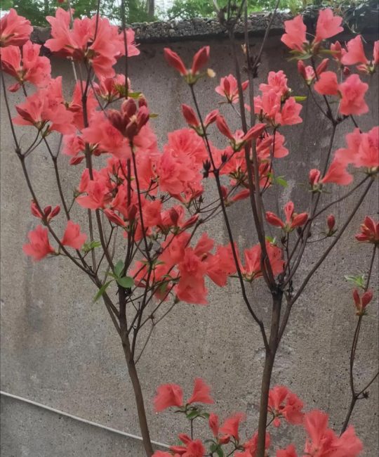 映山红什么时候开花？花期养护与促花全攻略