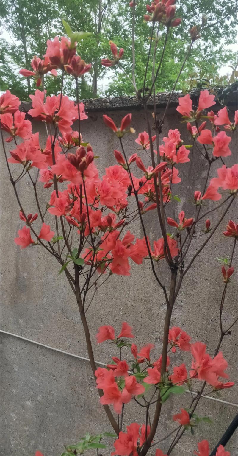 映山红什么时候开花?花期养护与促花全攻略 映山红花期与品种对照表