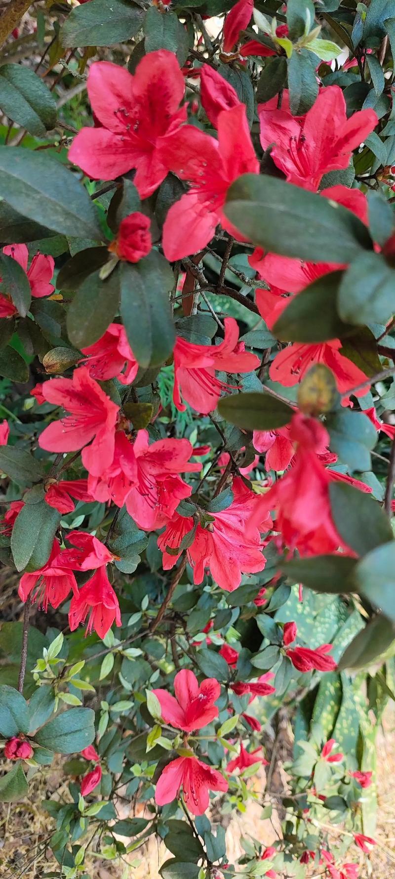 映山红什么时候开花?花期养护与促花全攻略 常见原因与解决方法