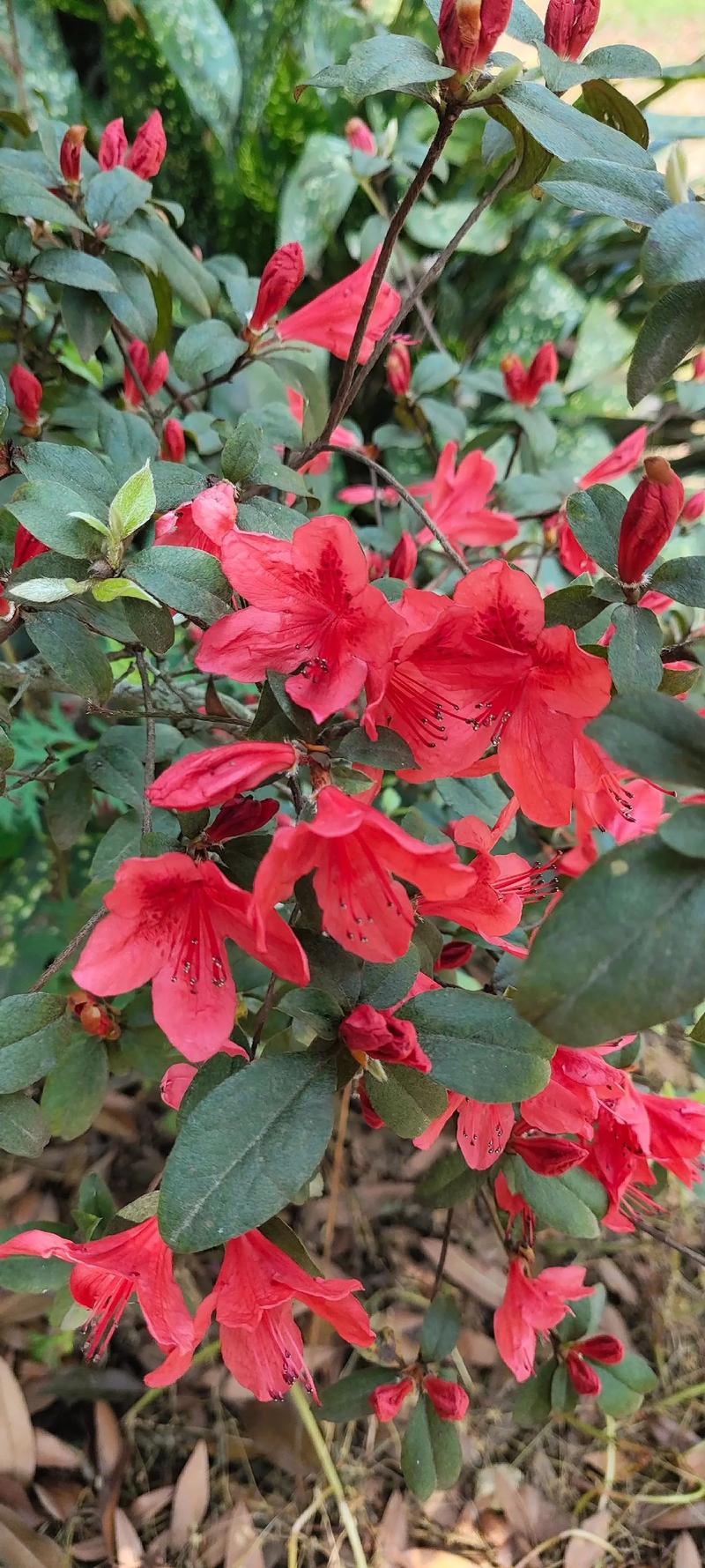 映山红什么时候开花?花期养护与促花全攻略 促花促果养护步骤