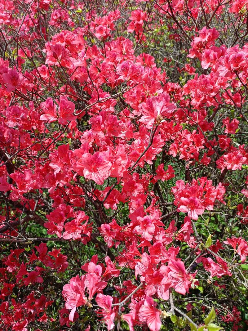 映山红什么时候开花?花期养护与促花全攻略 FAQ