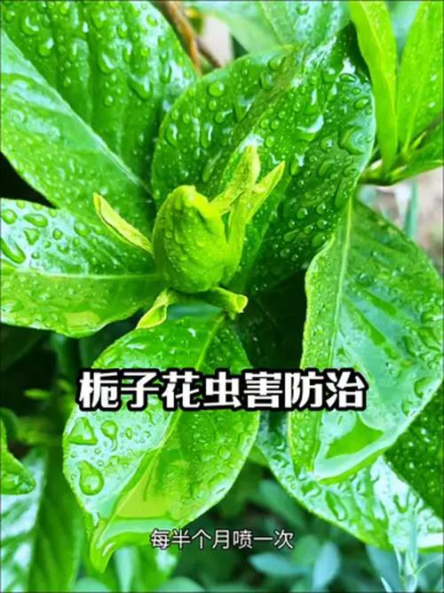 栀子花叶子有虫咬怎么办?教你三步识别害虫并彻底防治 第三步:预防复发,从环境入手