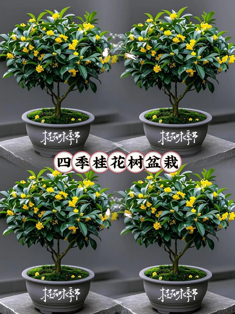 五、总结：院内种桂花树好吗？