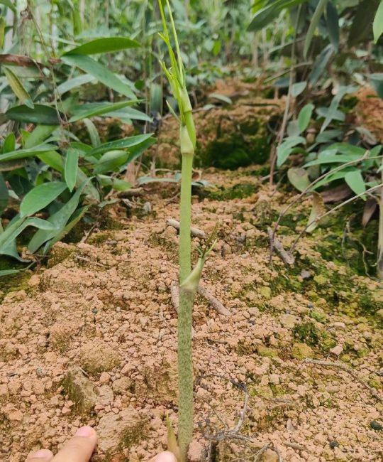 土茯苓种植指南：从选时到成活的完整操作流程