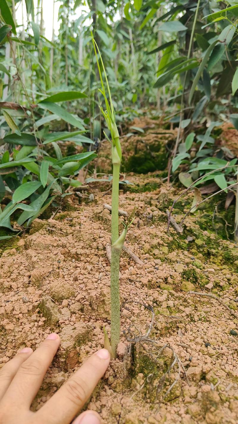土茯苓种植指南:从选时到成活的完整操作流程 一、适宜时间