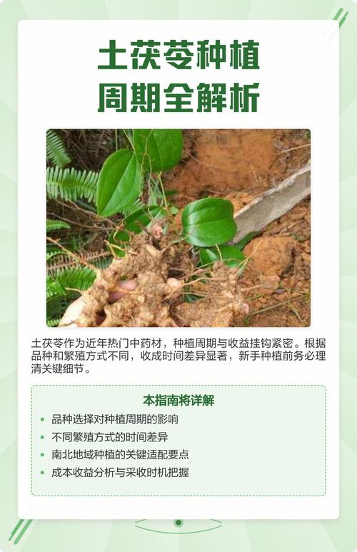 土茯苓种植指南:从选时到成活的完整操作流程 四、栽植深度