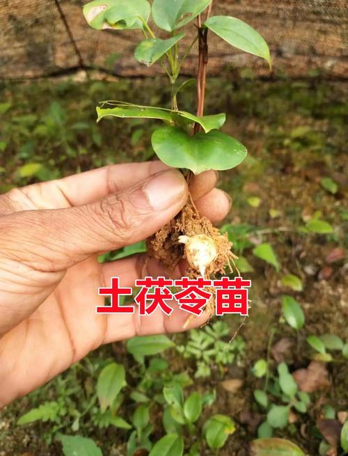 土茯苓种植指南:从选时到成活的完整操作流程 五、浇定根水