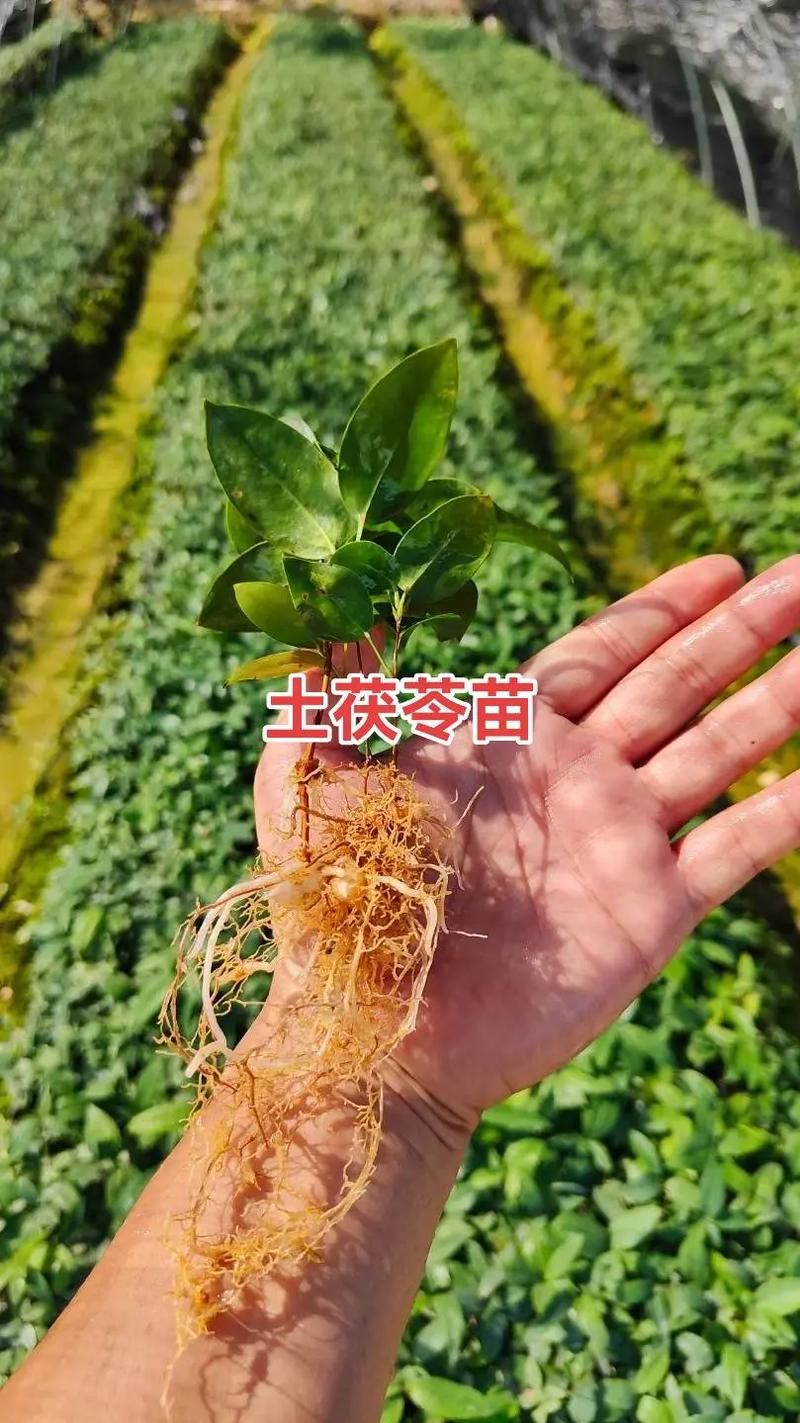 土茯苓种植指南:从选时到成活的完整操作流程 六、缓苗管理
