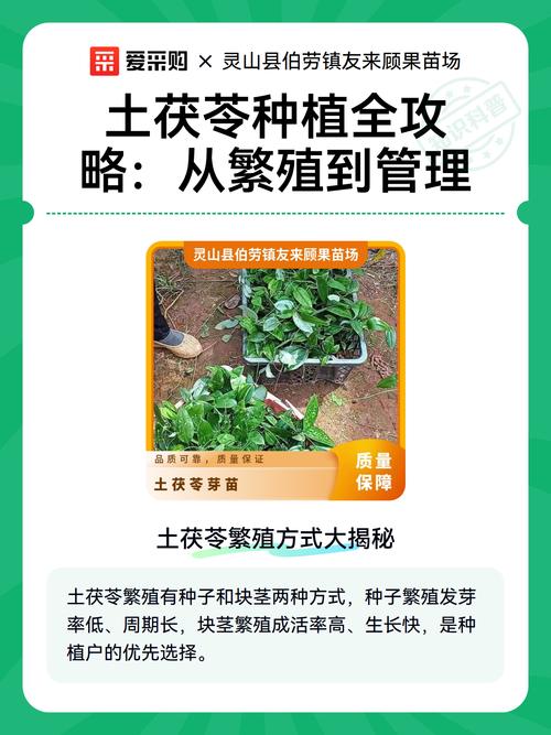 土茯苓种植指南:从选时到成活的完整操作流程 七、成活注意事项