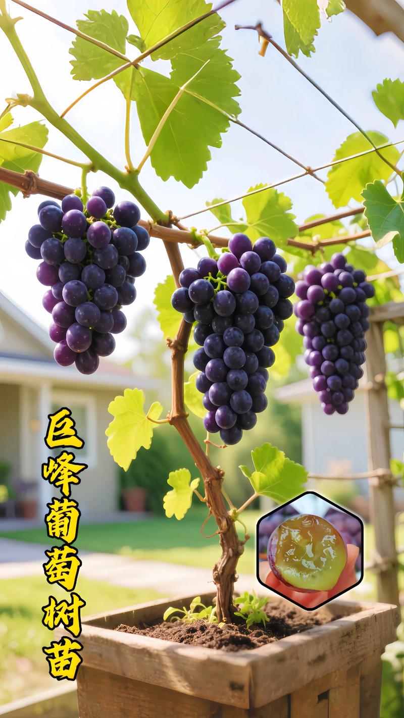 2026年葡萄苗品种选择指南：家庭种植与商业果园的黄金搭配