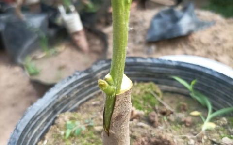 柿子树六月嫁接最佳方法与成活率提升技巧