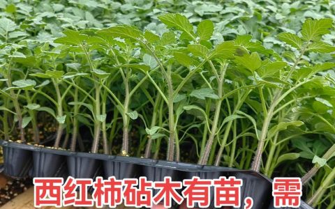 西红柿嫁接最佳砧木品种推荐：抗病与高产的科学选择