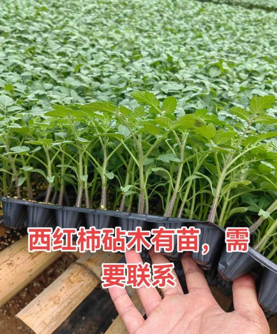 西红柿嫁接最佳砧木品种推荐：抗病与高产的科学选择