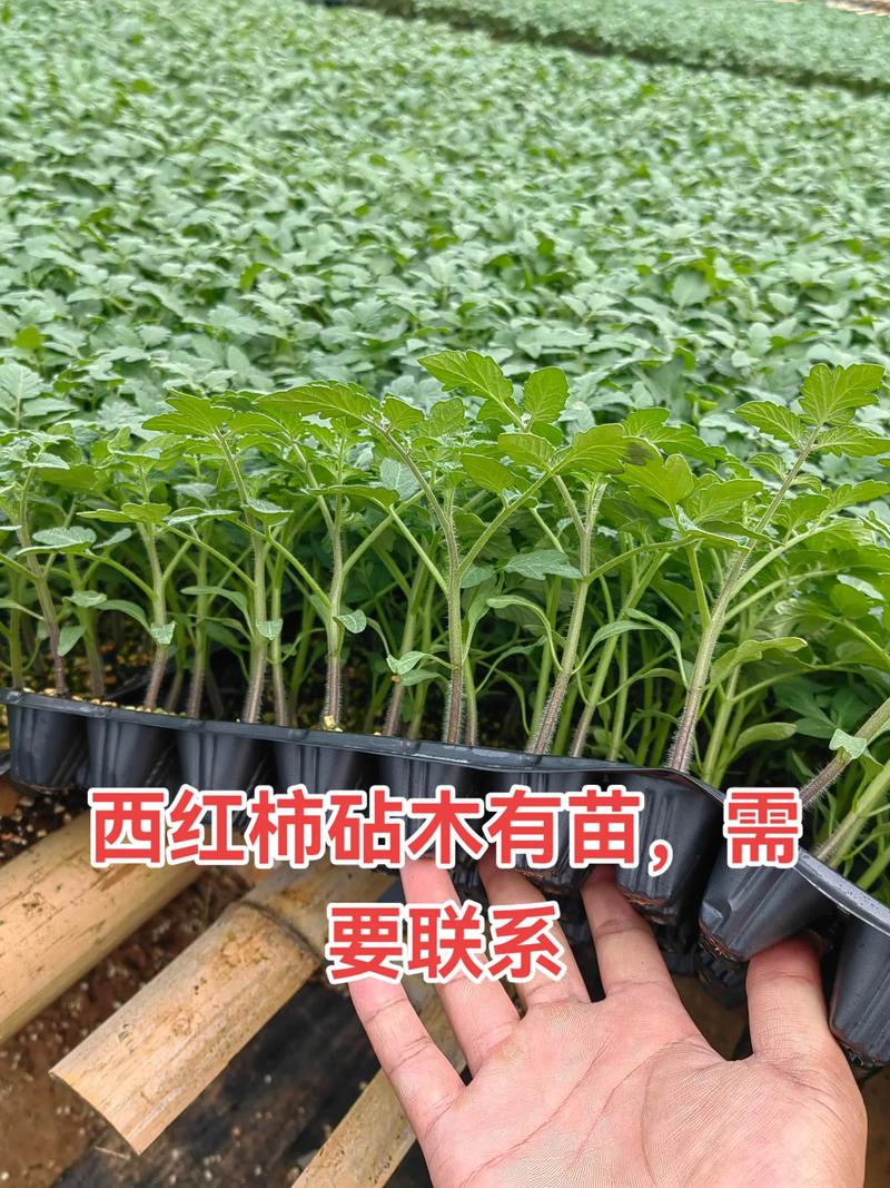 西红柿嫁接最佳砧木品种推荐:抗病与高产的科学选择 西红柿嫁接最佳砧木品种推荐:抗病与高产的科学选择