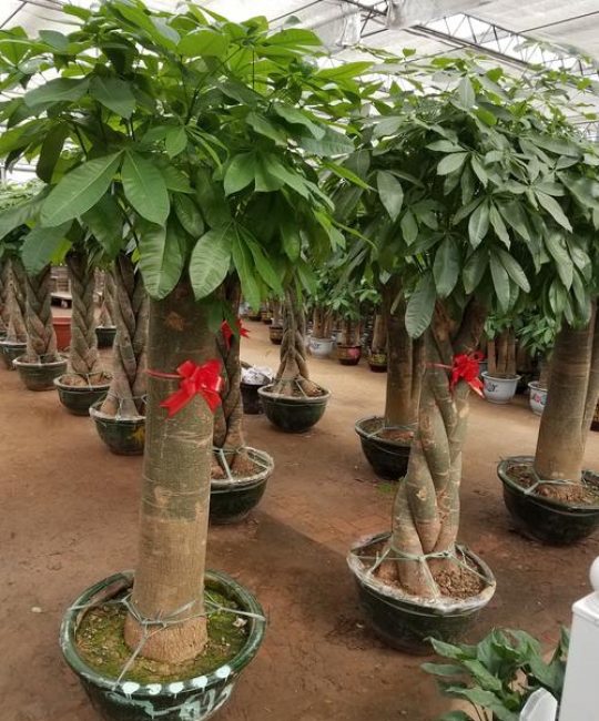 北汽昌河铃木多少钱？园艺价格专家为您解析发财树价格