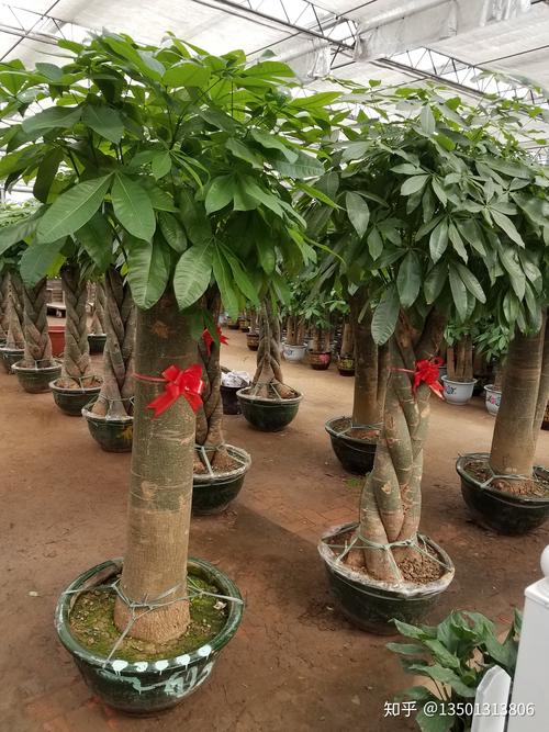 北汽昌河铃木多少钱?园艺价格专家为您解析发财树价格 规格:价格的首要决定因素