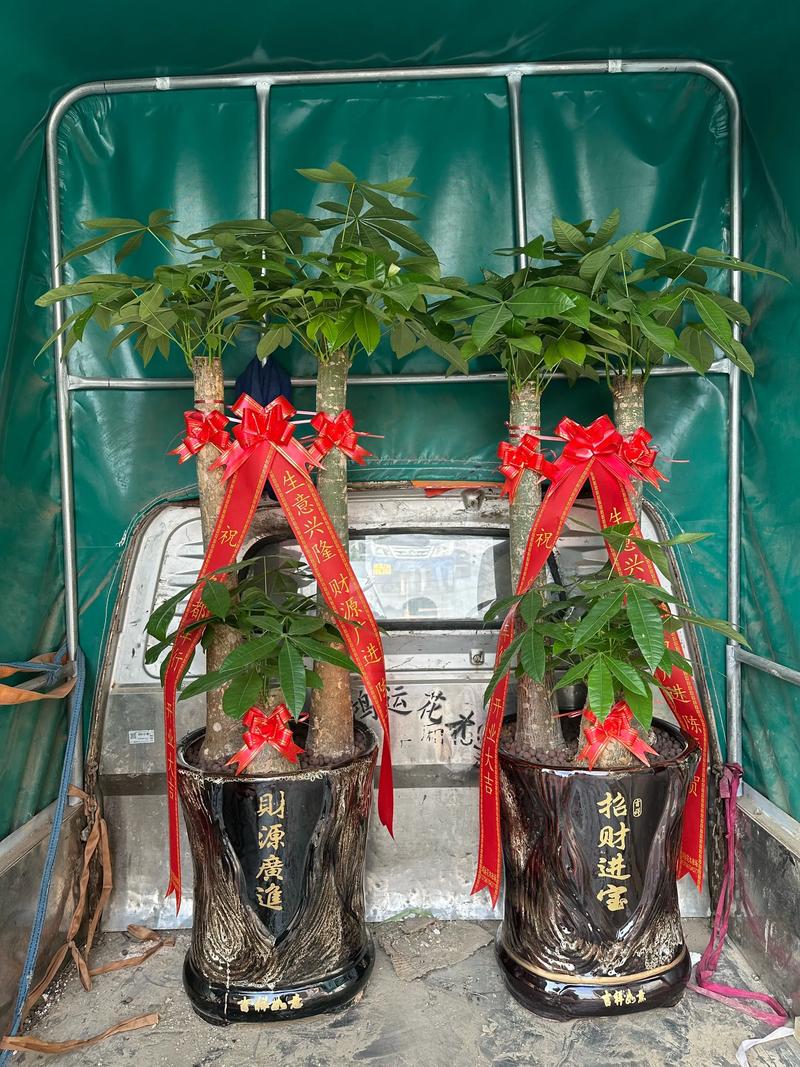 北汽昌河铃木多少钱?园艺价格专家为您解析发财树价格 产地:云南与广东相差20%