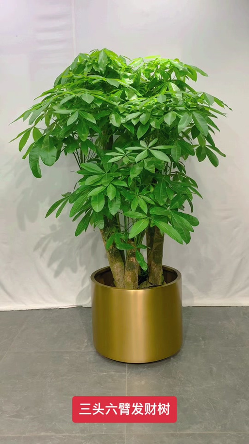 北汽昌河铃木多少钱?园艺价格专家为您解析发财树价格 运输:物流成本占比10%-30%