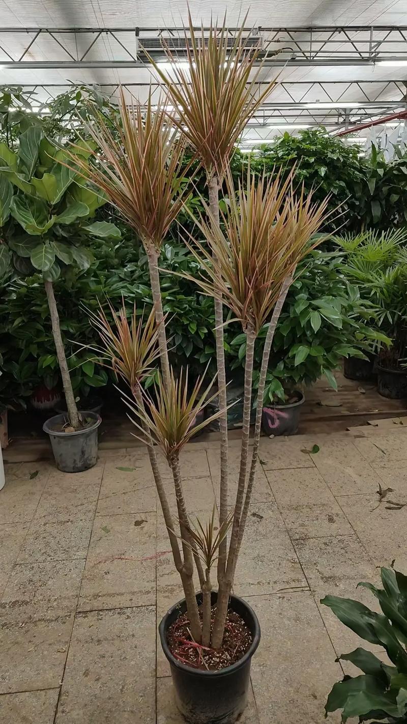 北汽昌河铃木多少钱?园艺价格专家为您解析发财树价格 季节:春节前后价格上浮20%