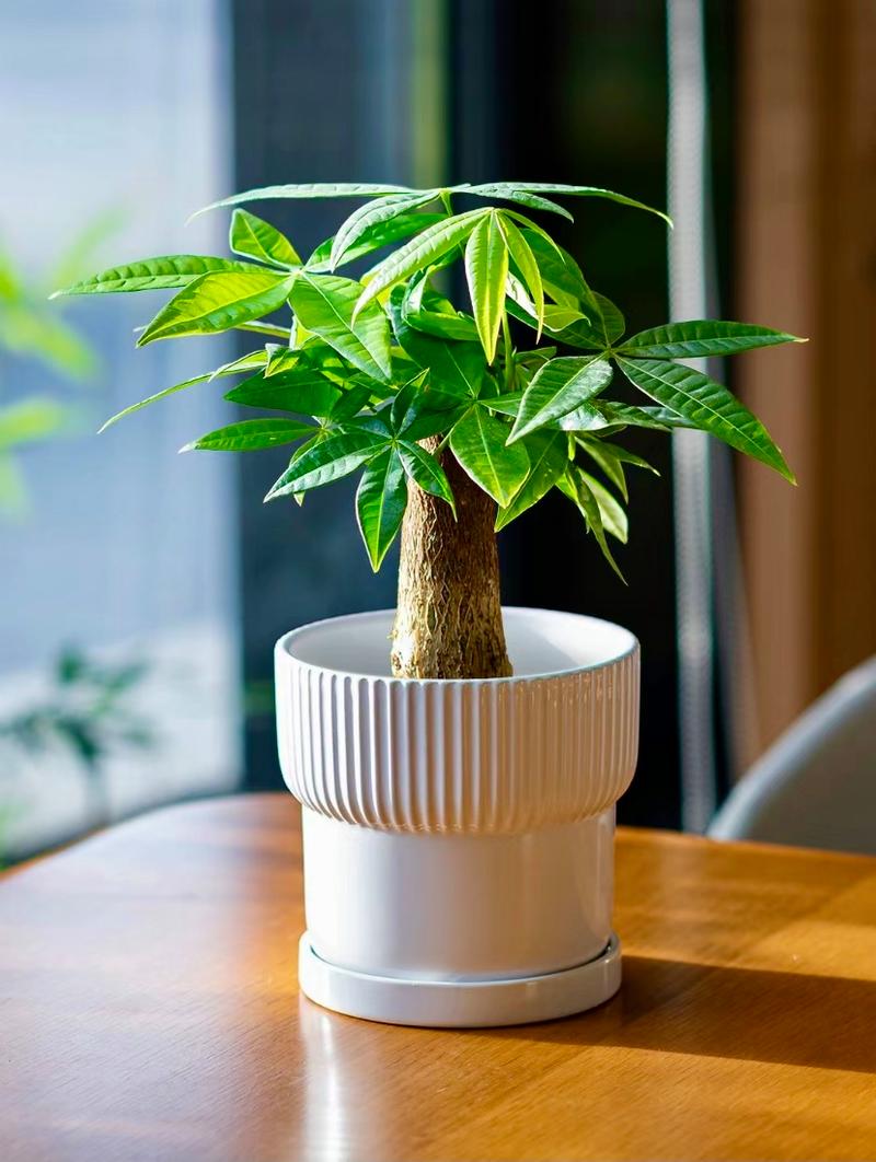 北汽昌河铃木多少钱?园艺价格专家为您解析发财树价格 常见问题(FAQ)