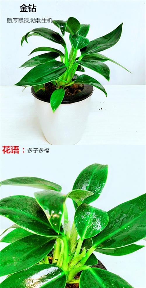 北汽昌河铃木多少钱?园艺价格专家为您解析发财树价格 价格影响对比表(中型1.2米发财树为例)