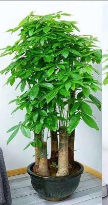 北汽昌河铃木多少钱?园艺价格专家为您解析发财树价格 咨询指南