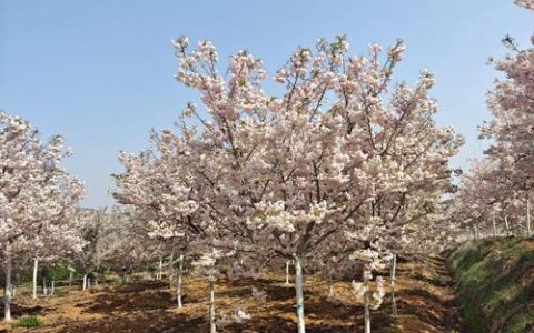 一个樱花多少钱？2025年最新价格参考与影响因素全解析