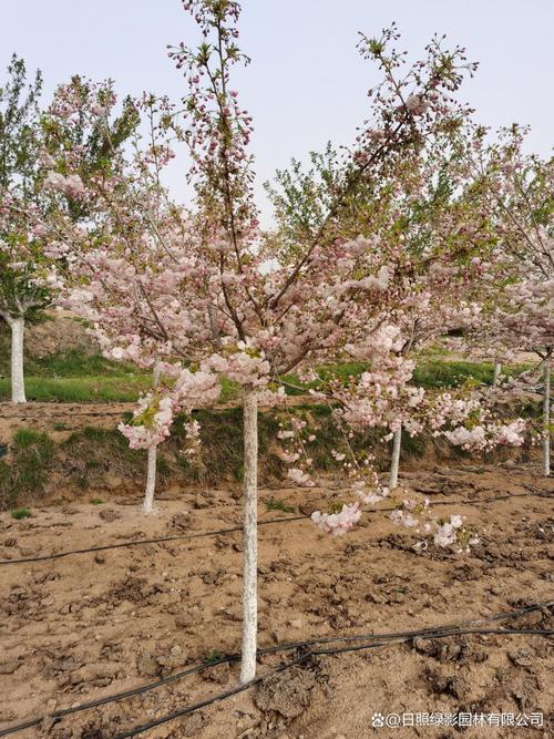 一个樱花多少钱?2025年最新价格参考与影响因素全解析 季节与行情波动