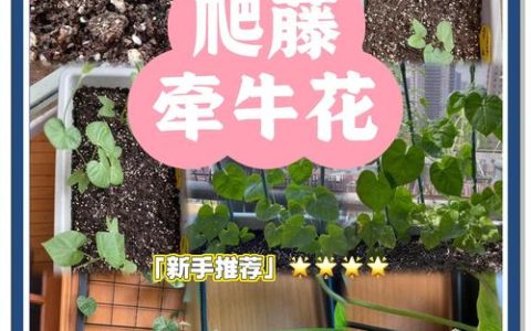 大牵牛花怎么种？全套种植技术指南（时间+土壤+栽植+浇水）