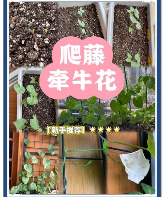 大牵牛花怎么种？全套种植技术指南（时间+土壤+栽植+浇水）