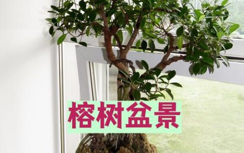 盆景植物都有什么树？盘点十大经典盆景树种与养护要点