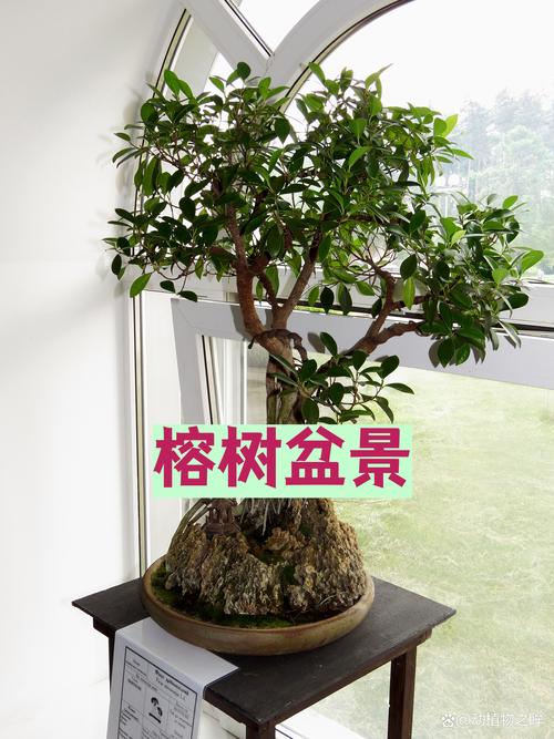 盆景植物都有什么树?盘点十大经典盆景树种与养护要点 一、松柏类:盆景中的“王者”