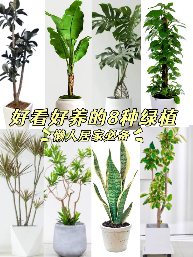 盆景植物都有什么树?盘点十大经典盆景树种与养护要点 二、杂木类:四季变化,趣味无穷