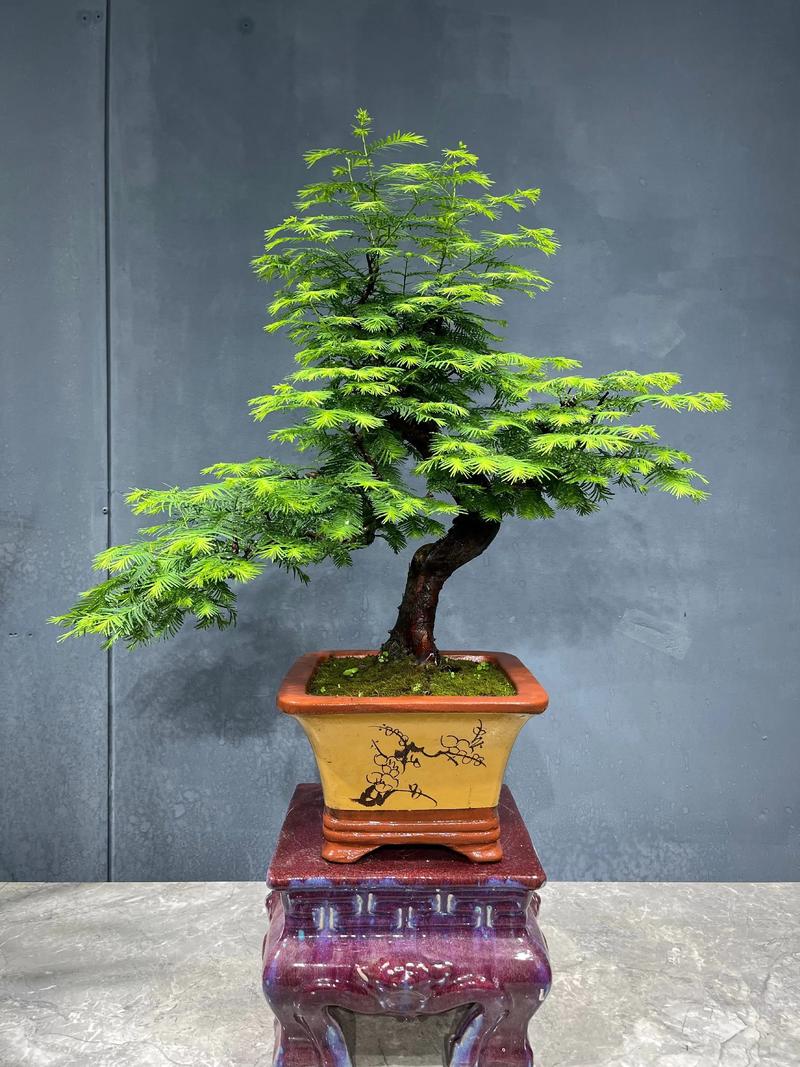 盆景植物都有什么树?盘点十大经典盆景树种与养护要点 结语