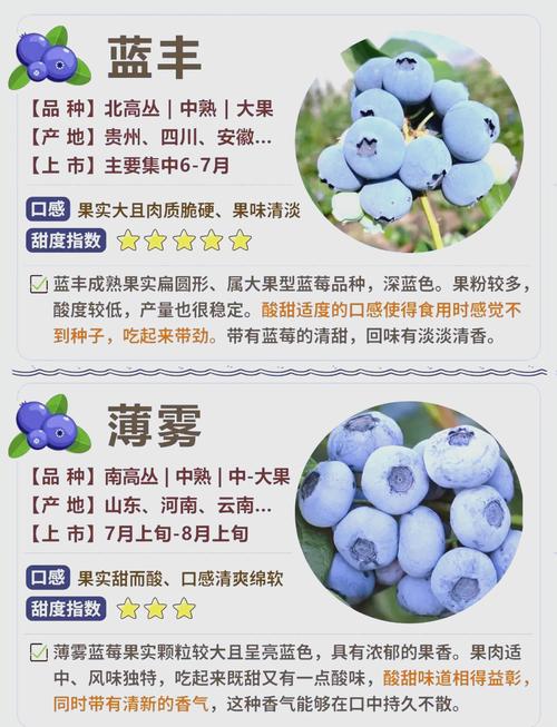 蓝莓薄雾品种优缺点全面解析:果大味甜但养护门槛高 蓝莓薄雾的显著缺点:养护门槛高,环境适应性受限