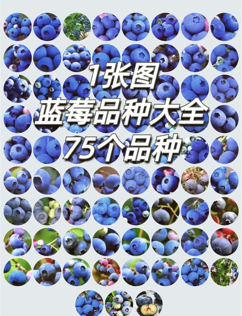 蓝莓薄雾品种优缺点全面解析:果大味甜但养护门槛高 综合建议:追求高品质果实的进阶玩家首选