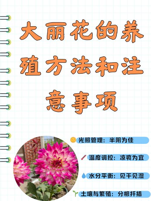 重瓣大丽花好养吗?从新手到老手的养护全攻略 四、常见问题速查