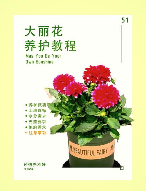 重瓣大丽花好养吗?从新手到老手的养护全攻略 五、总结:重瓣大丽花值得养吗?