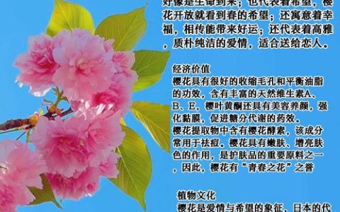 黑樱花代表什么意思？揭秘神秘花语背后的文化寓意与园艺真相
