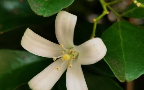 九里香花是什么花？一文读懂它的形态、习性与园林应用