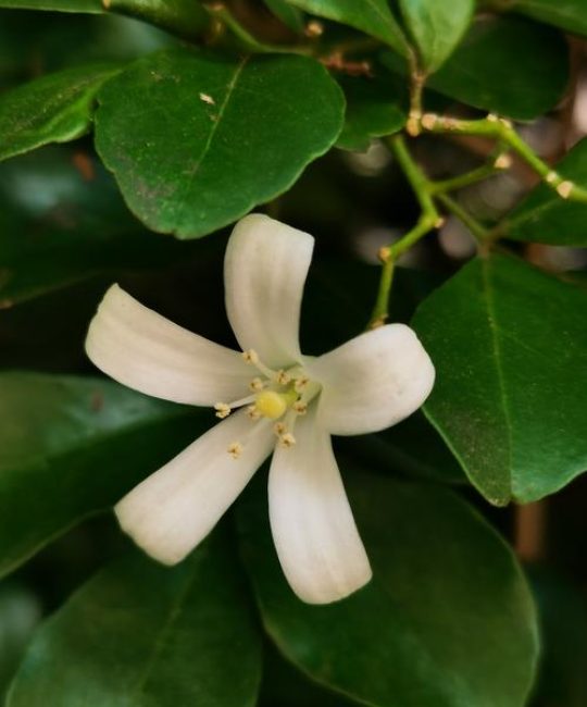 九里香花是什么花？一文读懂它的形态、习性与园林应用