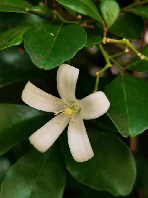 九里香花是什么花?一文读懂它的形态、习性与园林应用 九里香花是什么花?一文读懂它的形态、习性与园林应用