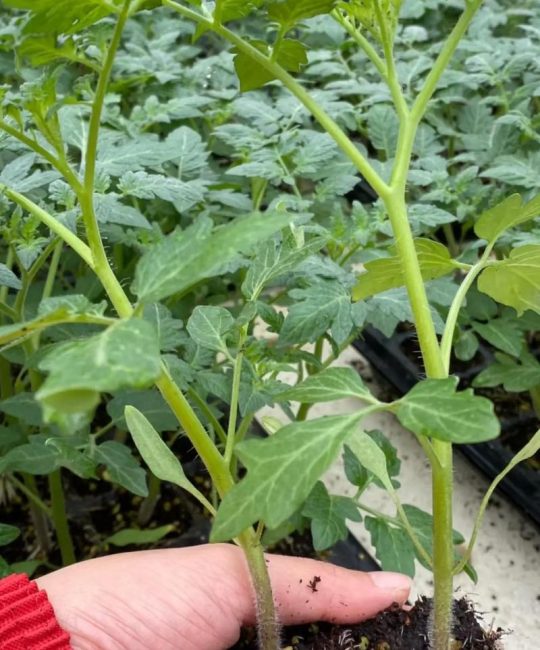 西红柿苗种植技术与管理全指南：从定植到成活的关键步骤