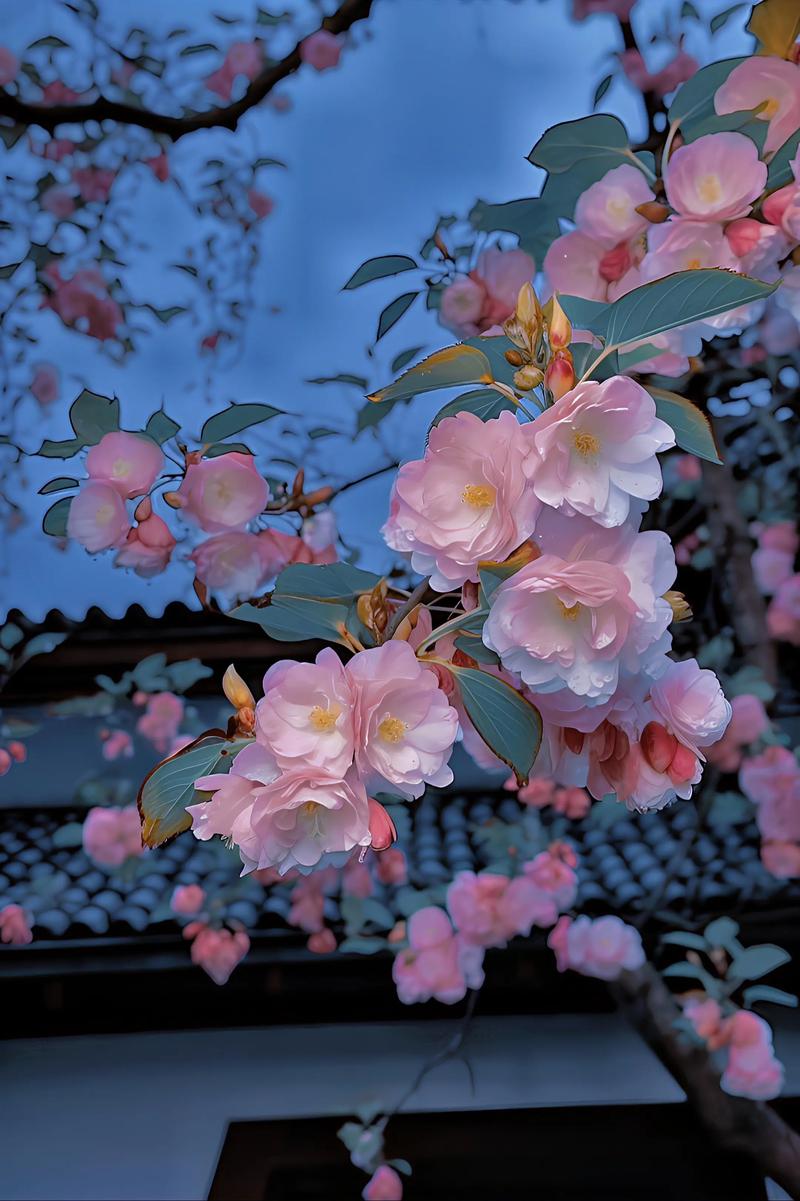 海棠花开是什么意思?深度解析海棠花的寓意、特征与养护指南 海棠花开是什么意思?深度解析海棠花的寓意、特征与养护指南