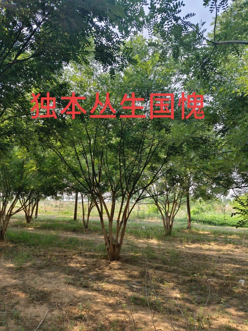 国槐苗价格多少?2025-2026年最新规格报价与五大影响因素全解析 规格对价格的核心影响