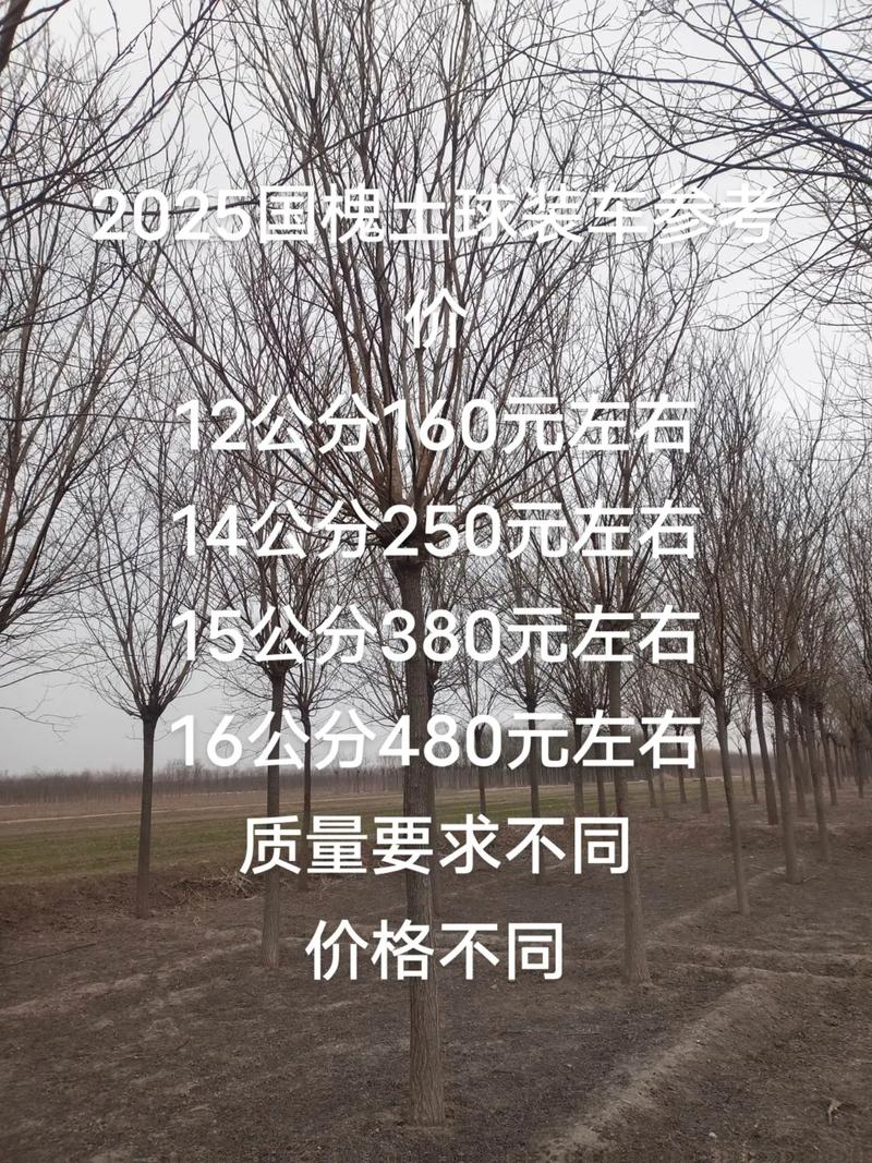 国槐苗价格多少?2025-2026年最新规格报价与五大影响因素全解析 产地因素:不同产区价格差异明显
