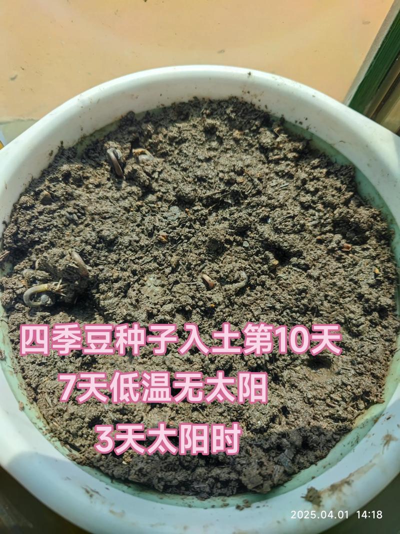 二、土壤环境：疏松透气是底线