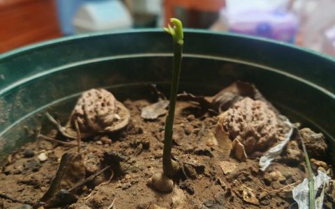 核桃发芽怎么种？从种子处理到出苗的完整实操指南