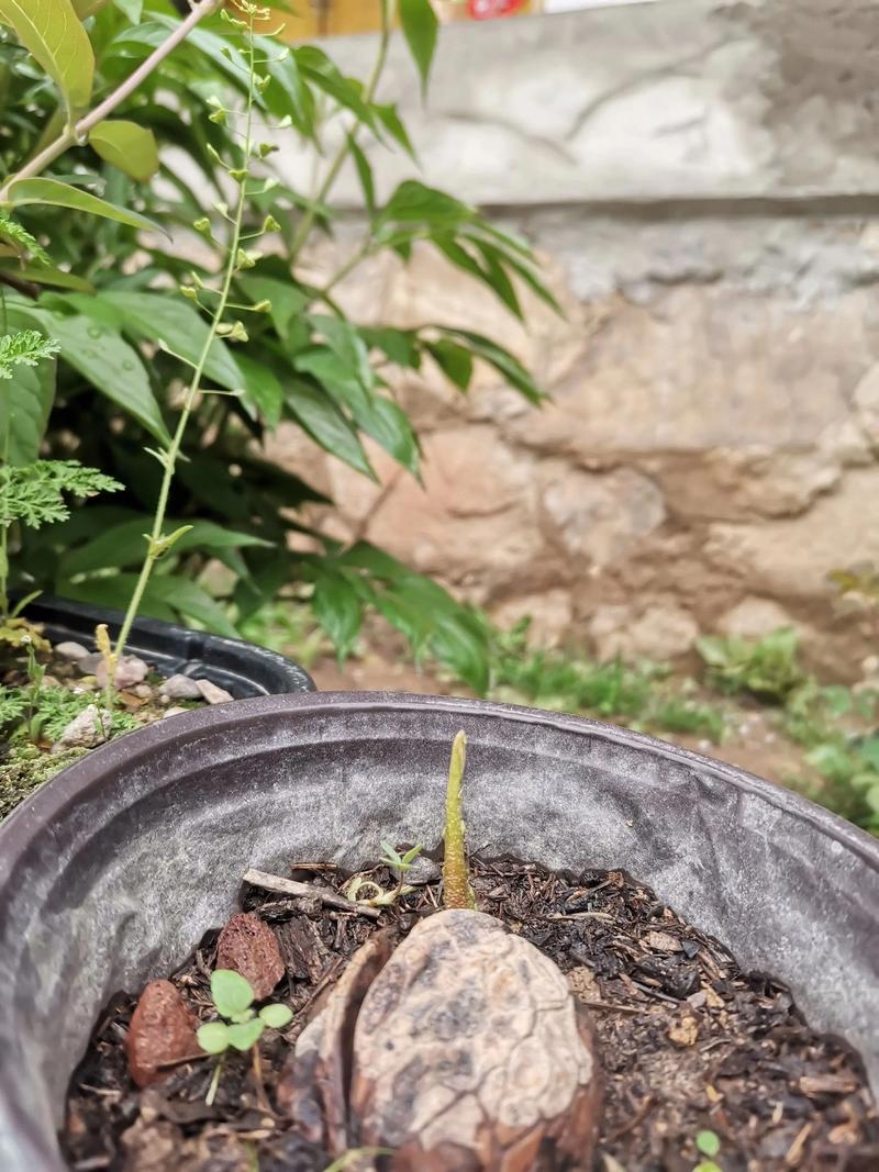 四、栽植深度：埋深5-8cm，脊背向上